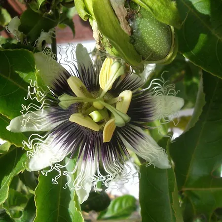 Летний дом Soleario