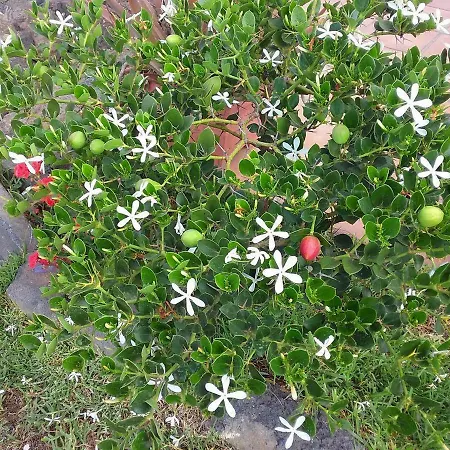 Летний дом Soleario