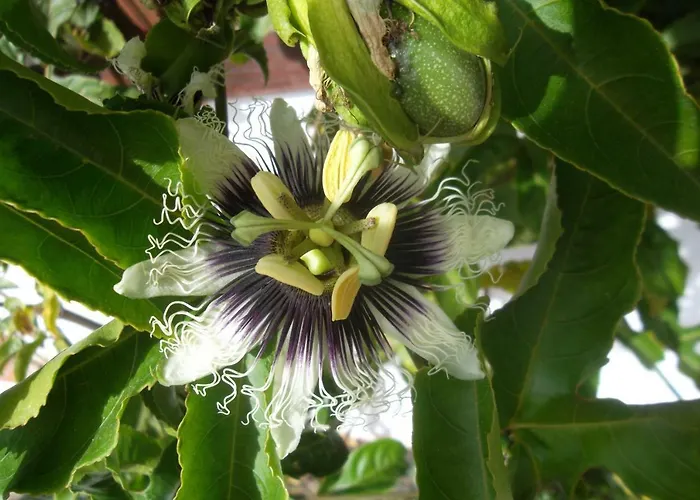 בית כפרי Soleario