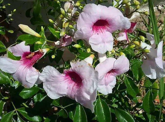 Soleario 컨트리하우스 라 올리바