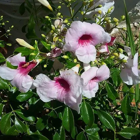 Soleario Kır Evi La Oliva